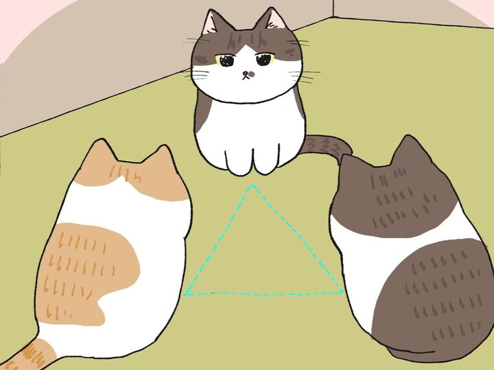 ねこが3匹集まると【てらねこミー子の日常】