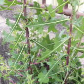 【6月道端の身近な植物】毒もある、変わった葉の雑草！実は、危険なんですよーー！レタスの親戚って本当？