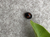 【てんとう虫じゃないの！？】「ハムシ」の仲間？てんとう虫に似た別の生き物