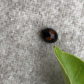 【てんとう虫じゃないの！？】「ハムシ」の仲間？てんとう虫に似た別の生き物