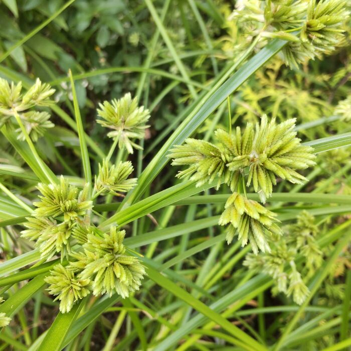 「メリケンガヤツリ」の花は緑色です