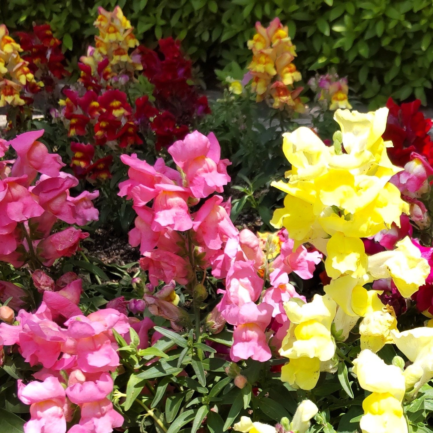 春に撮影した金魚草のお花です