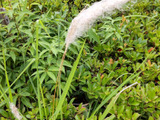 【6月の道端の危険な雑草】綿菓子？世界最強の雑草？人体にどう影響がある？花言葉は「子供の守護神」