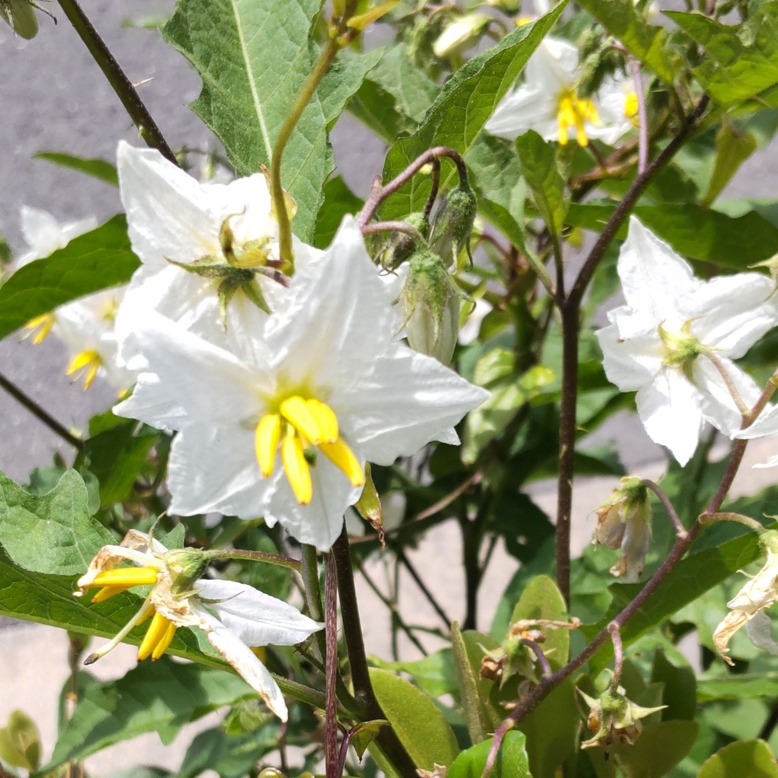 こちら、道端の危険な雑草、ナス科ナス属「ワルナスビ」の花です。