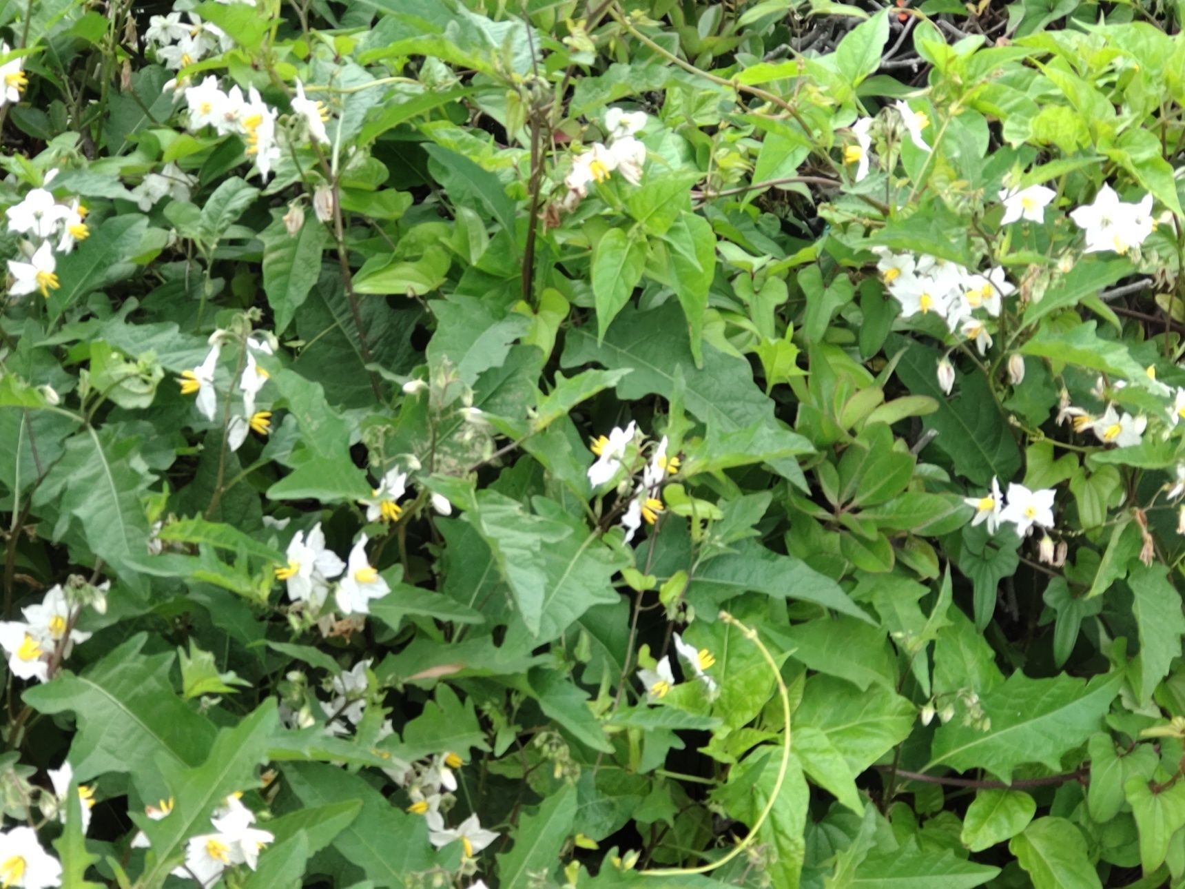 道端で、他の植物を覆いつくして花を咲かせていますよ。こちら「ワルナスビ」です。