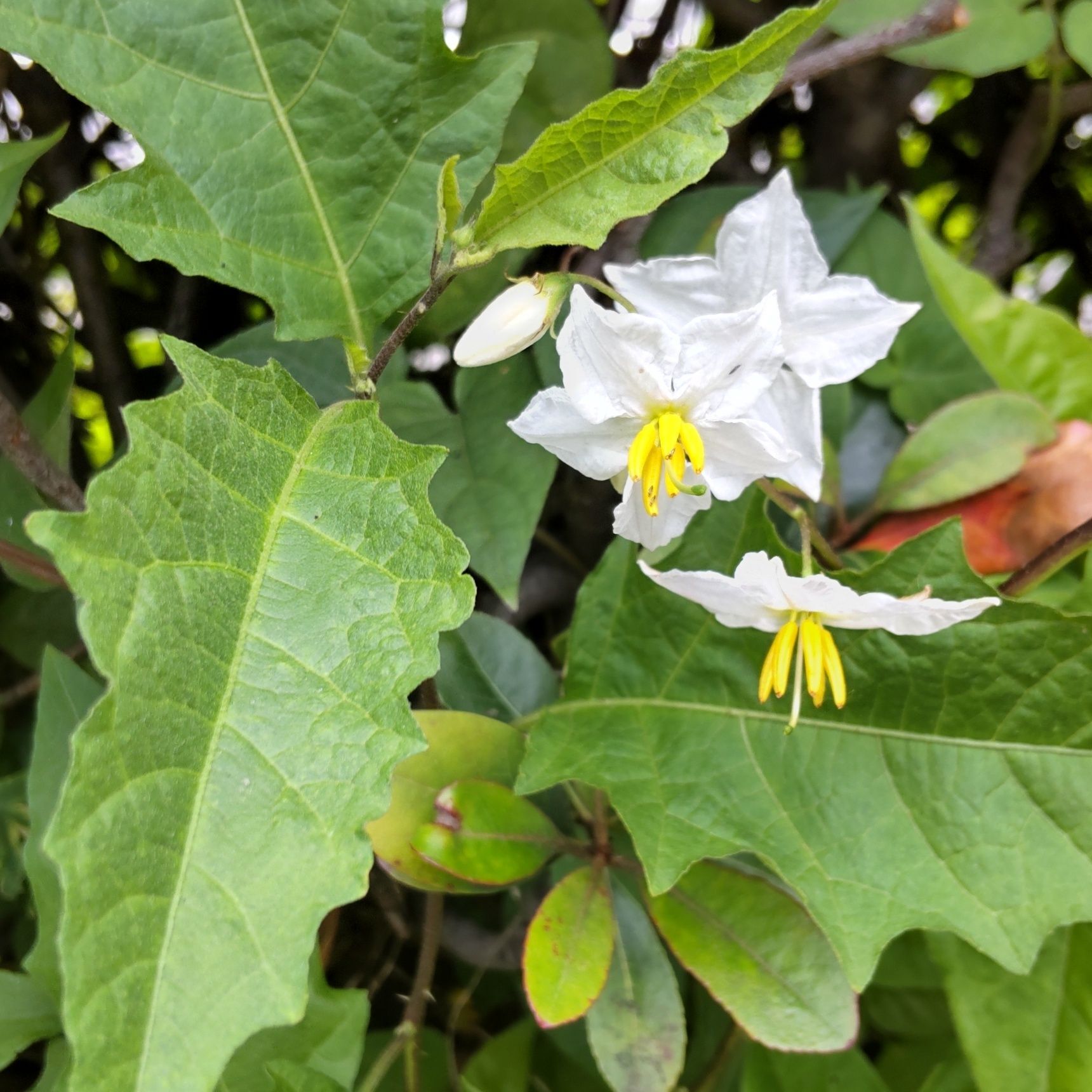 道端の「悪茄子」「イヌホオズキ」は、どちらもナス科ナス属の雑草で、有毒です。