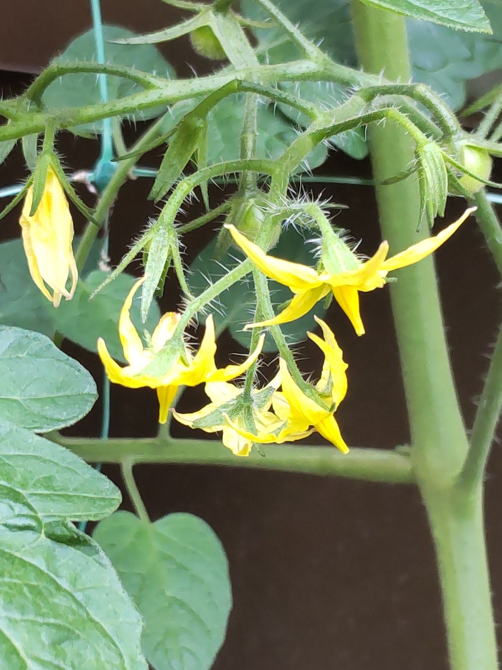 トマトの花です。小さくて黄色です。