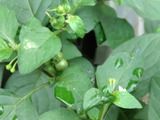 【6月道端の危険雑草】食べたらアウト！悪名高き「悪茄子」と「バカナス」の類似点、花言葉は「嘘つき」。