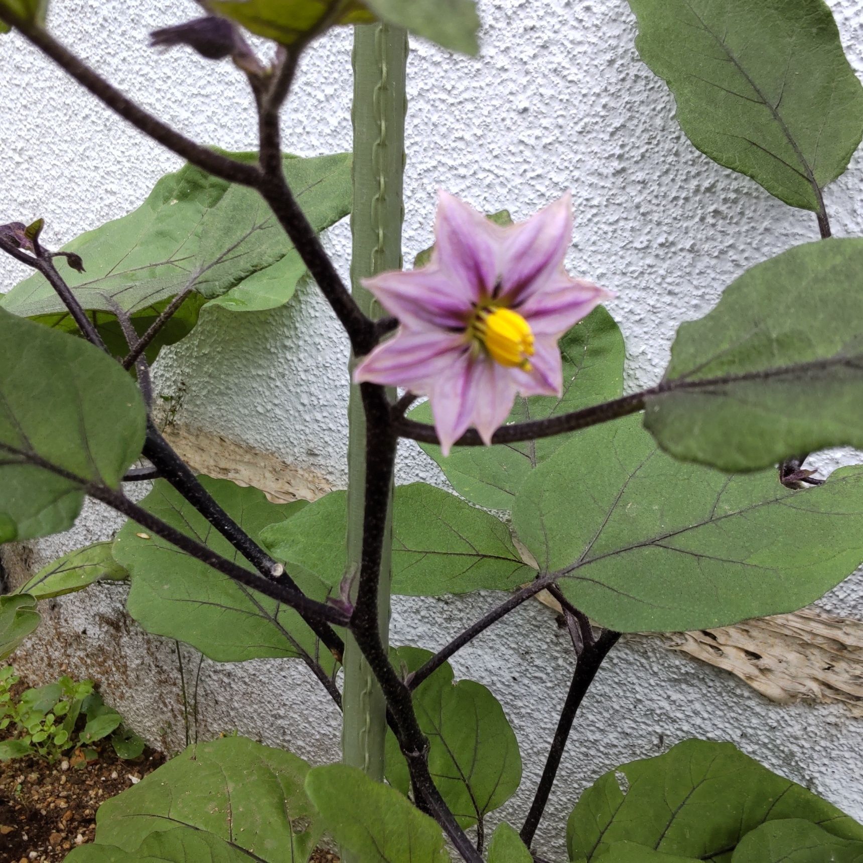 こちら、茄子の花です。