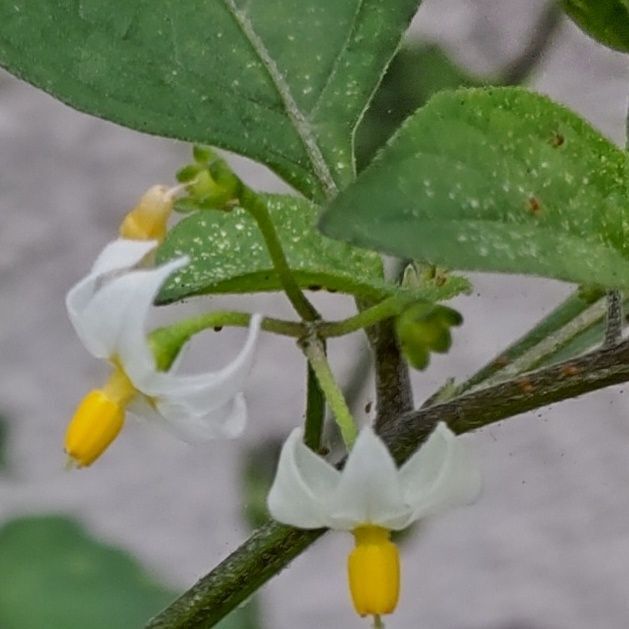 イヌホオズキの花言葉は「真実」「嘘つき」です。