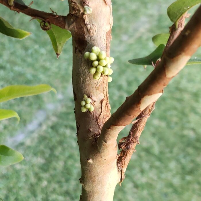 しばらくたって、幹の緑色の小さな丸いものは、虫じゃないんです、蕾です。