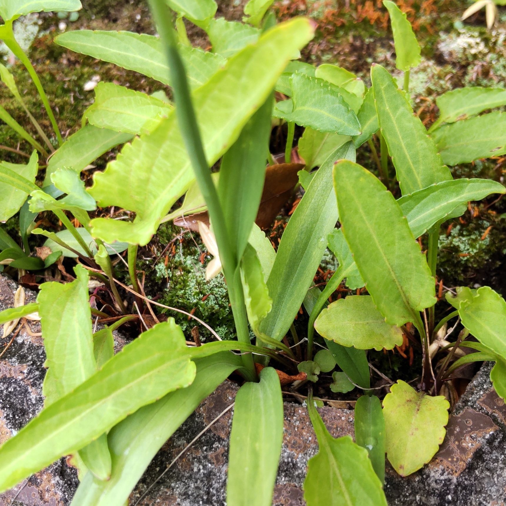 2種類の葉を持ちます。ネジバナには夏葉と冬葉があるんですが、不思議ですね。