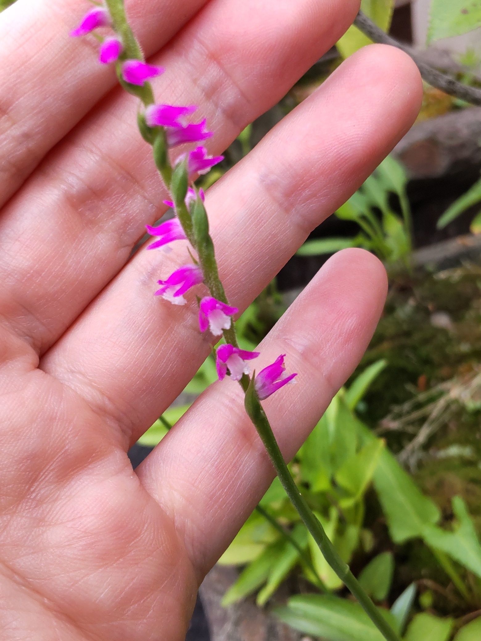 こちらの植物は「ネジバナ」です。「捩花」と漢字で書きます。「ねじり草」や「ネジレバナ」とも呼ばれます