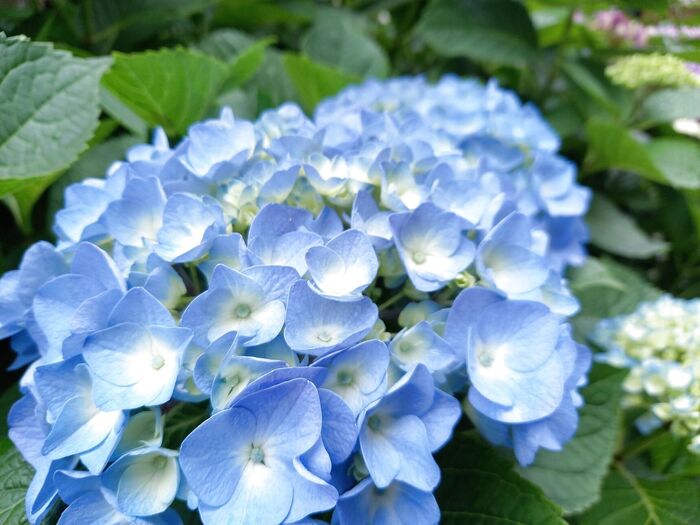 キレイな青の紫陽花♪