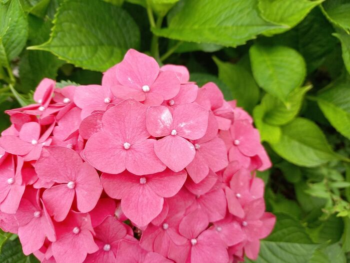 【雨の日のお楽しみ】梅雨ならではの紫陽花を見にお出かけ♪