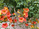 【6月道端の危険な植物】咲きほこる魅惑的なお花♡何が危険？家に植えてはいけないの？　