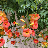 【6月道端の危険な植物】咲きほこる魅惑的なお花♡何が危険？家に植えてはいけないの？　