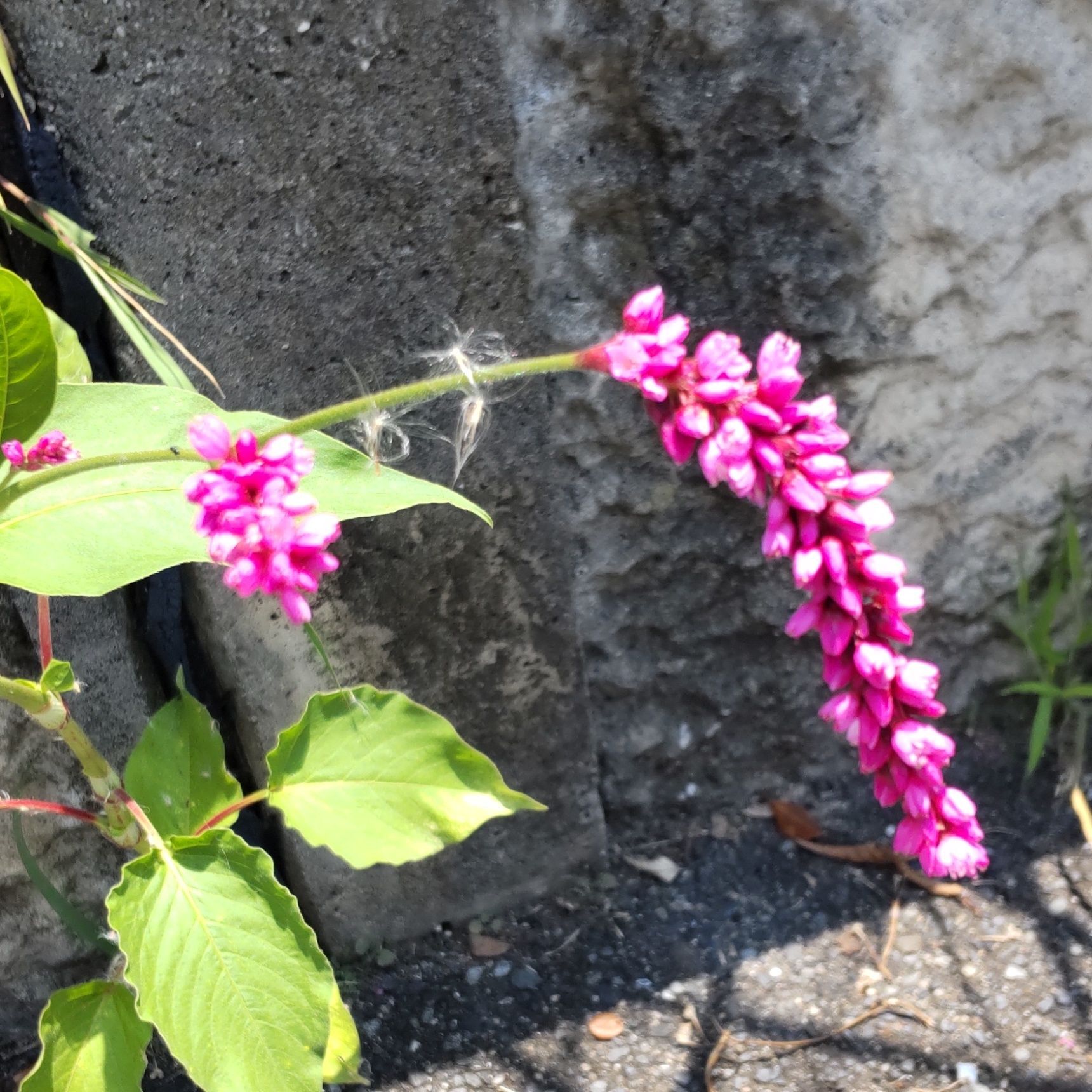 花言葉は、「思いやり」「雄弁」「申し分のない愛らしさ」。