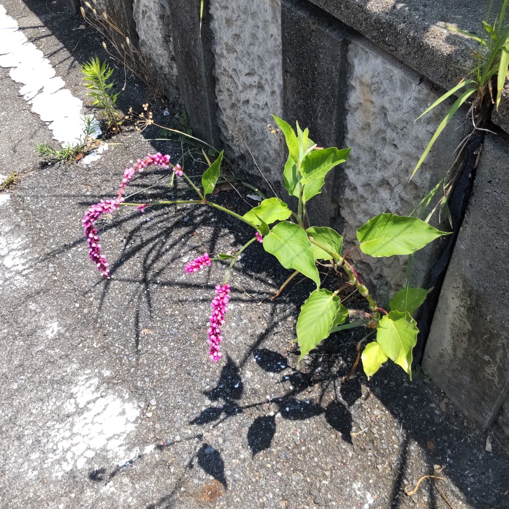 葉は、痛み止め、ウルシにかぶれた際や、毒虫にさされた時の応急処置にも良いとされる。