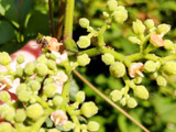 【6月道端の危険な雑草】高確率で昆虫に会える？ヤブガラシの花の不思議って？！別名は貧乏葛ー？！