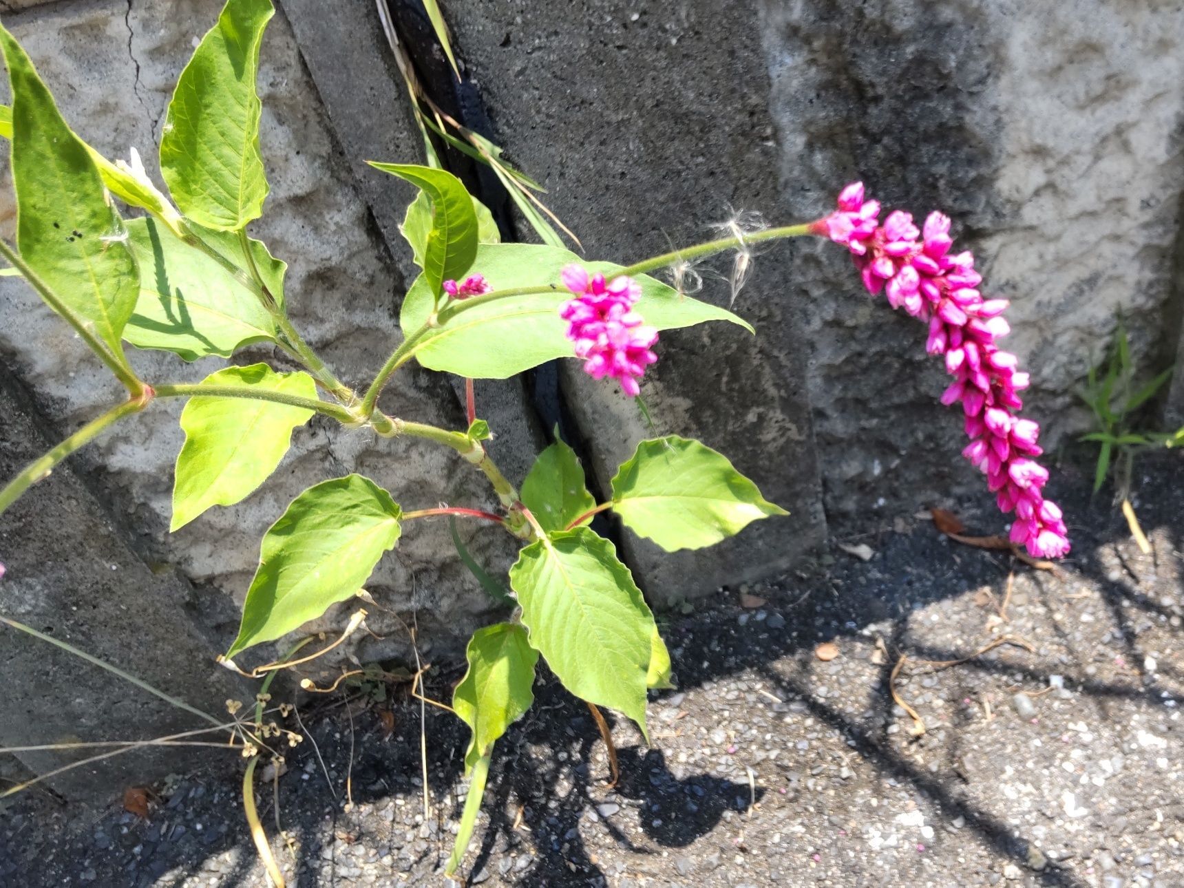 【6月熱中症が心配な暑い日の道端】凄い！愛すべき雑草♡いざという時に役に立つ植物？