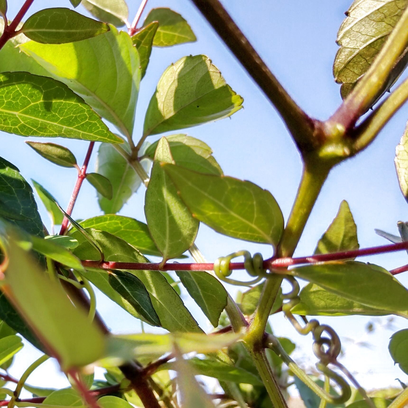 他の植物に、しっかりと絡んでいます