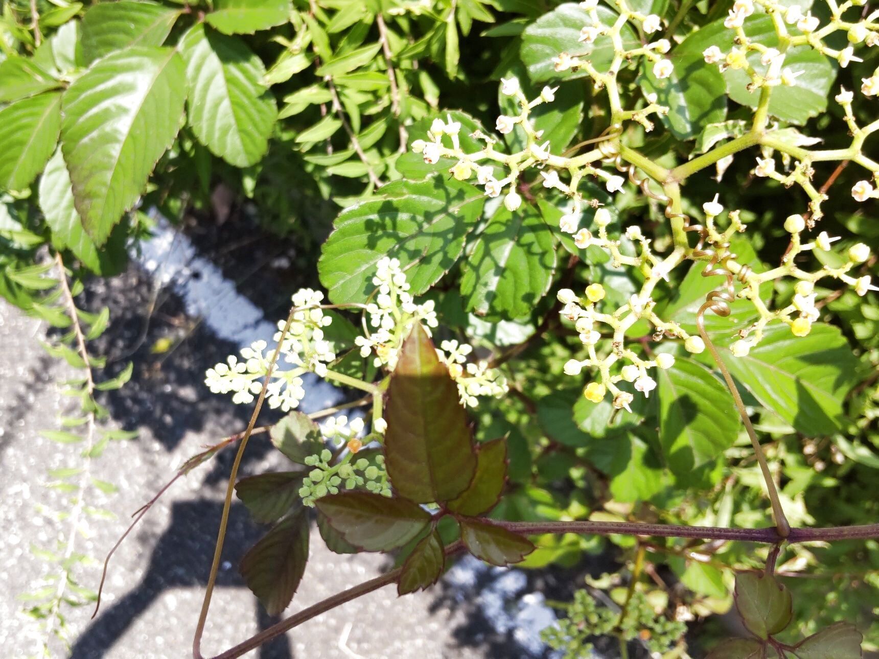 この植物は「ヤブガラシ（藪枯）」です