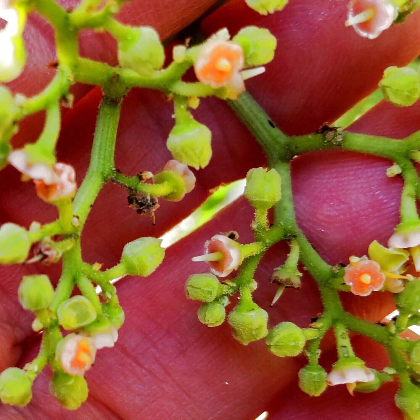 2回目の撮影に行くと、蜜を吸っている虫がいたり、てんとう虫や蜂なども止まっていましたよ