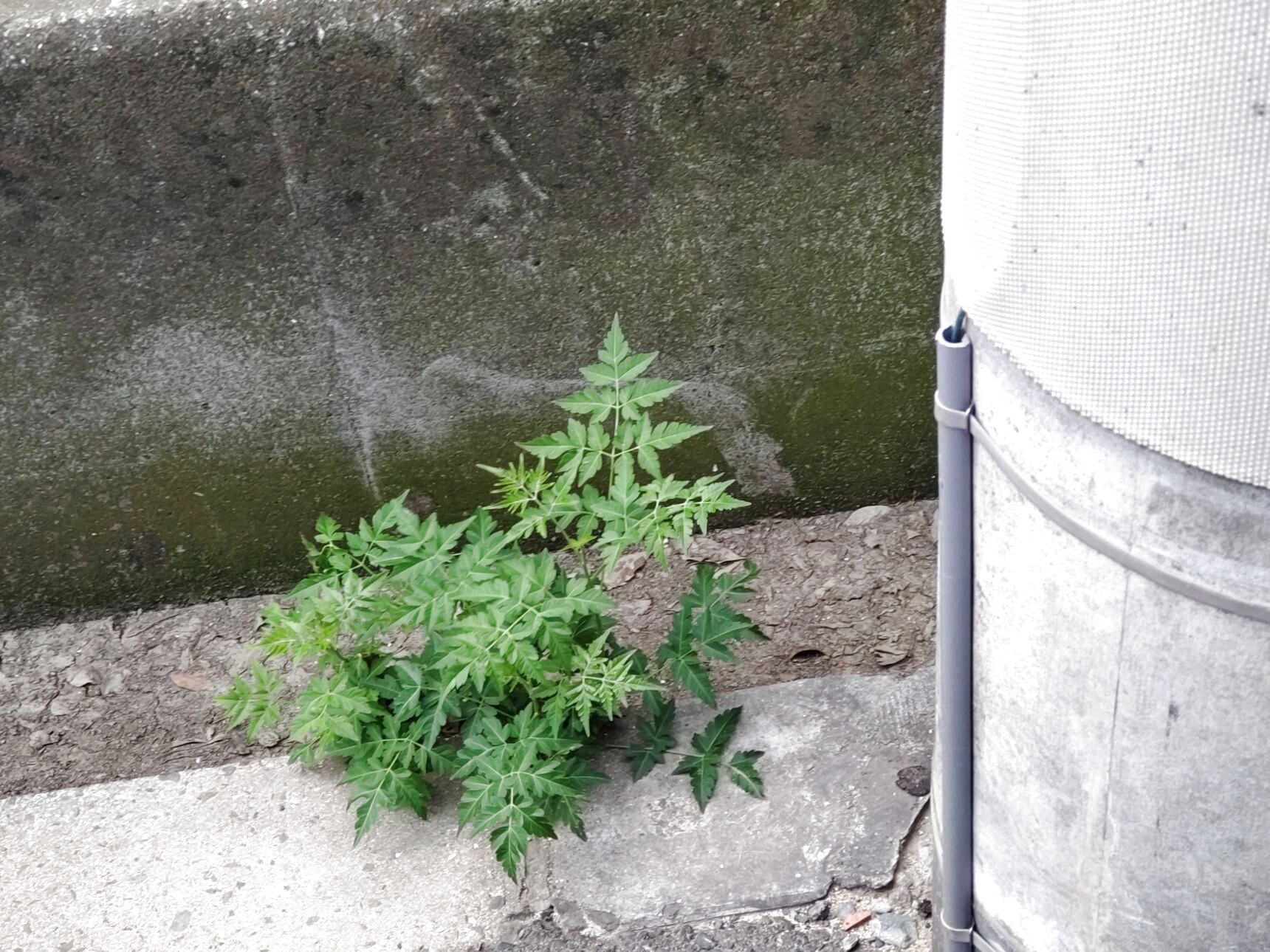 この植物はおそらく「センダン」です