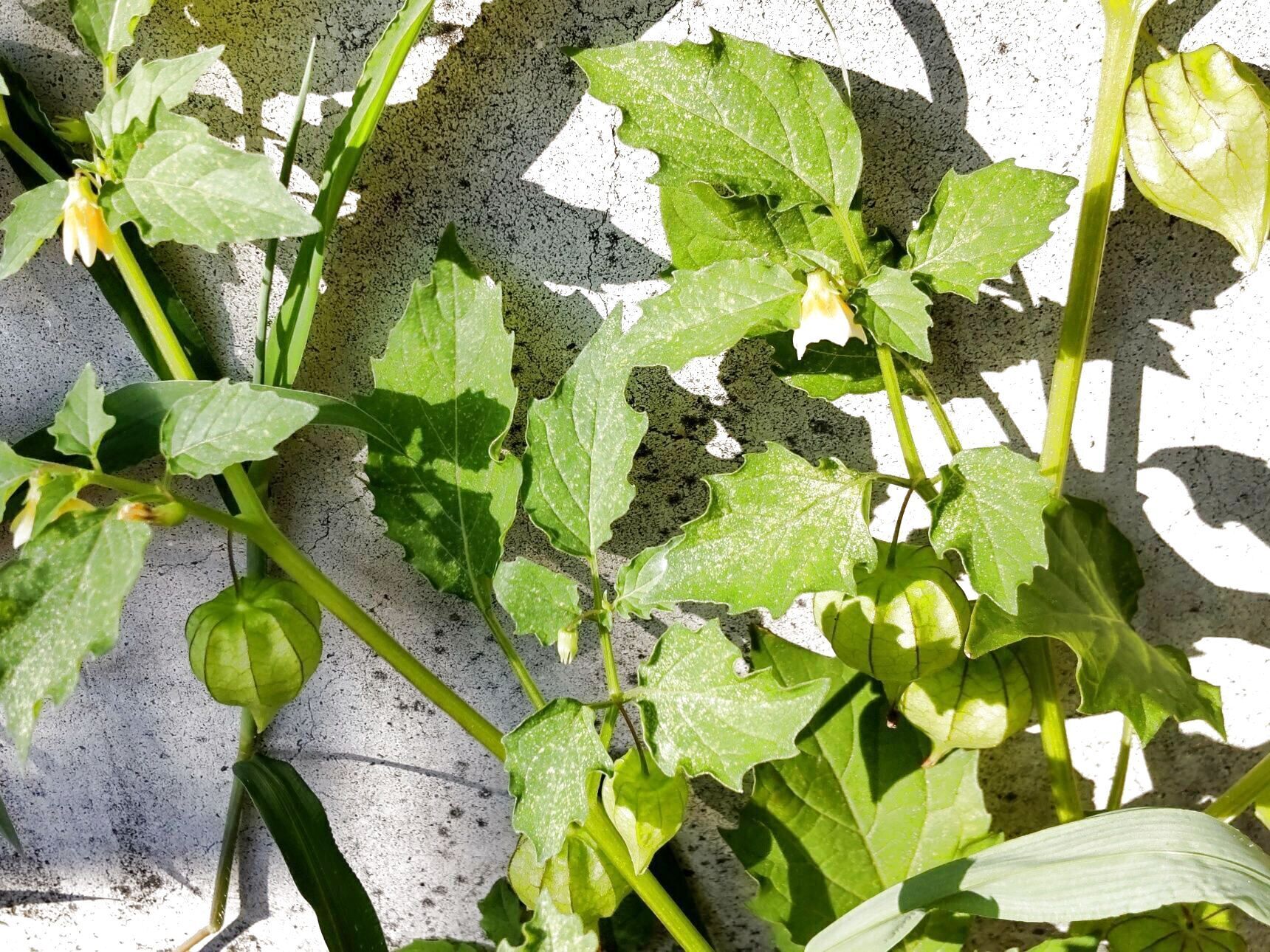 こちらは、ヒロハフウリンホオズキ（広葉風鈴酸漿）ナス科 センナリホオズキ属です