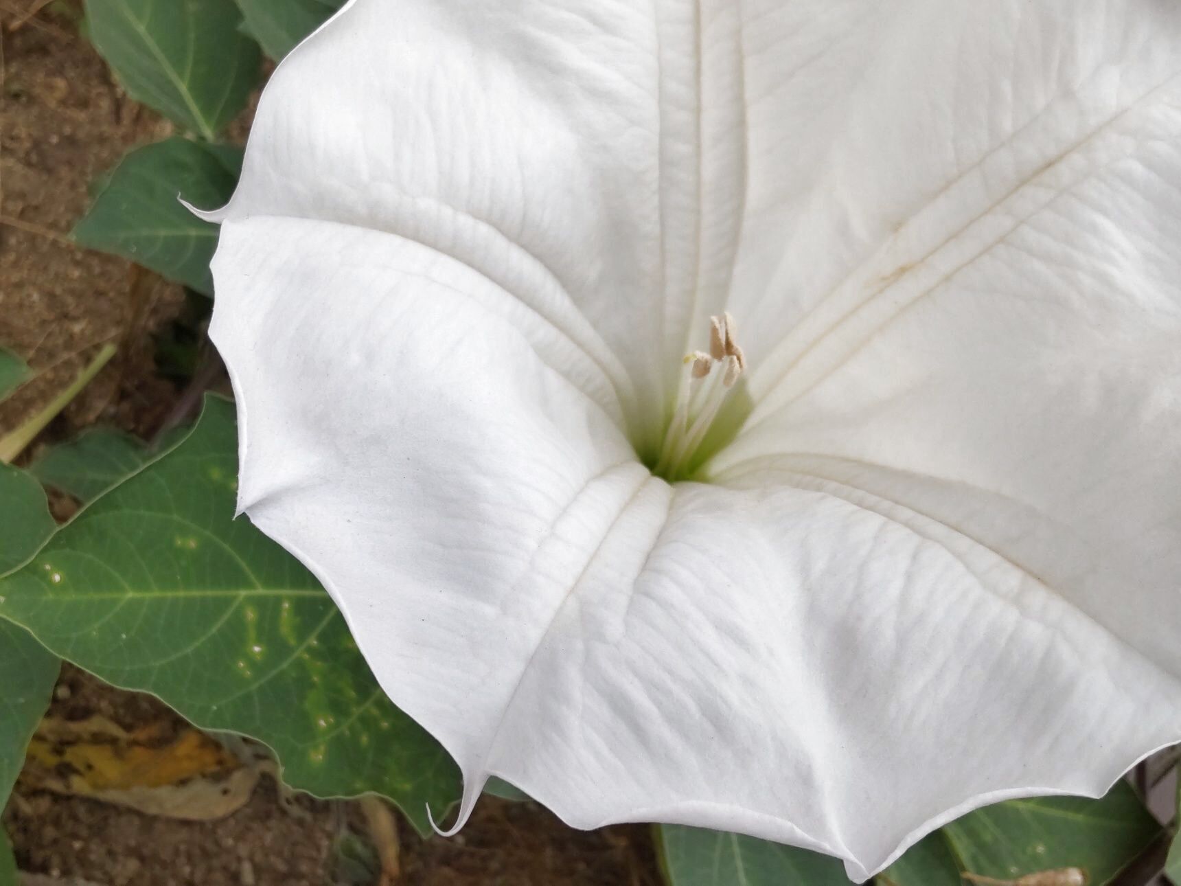 鑑賞の花としては美しい「白鳥」のようでもあり、白い服の美女のようでもあり…だけど見るだけにしたいお花ですよ