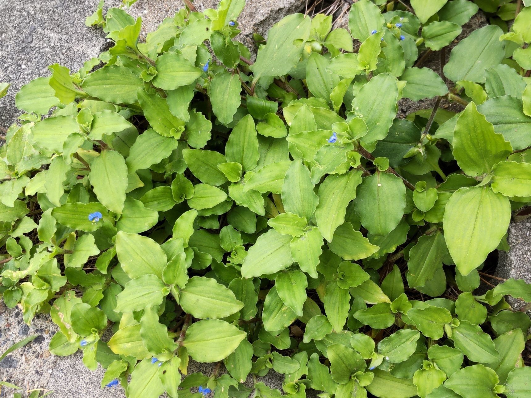 別名では蛍草（ホタルグサ）とも呼ばれ、青く美しい花は蛍のようです