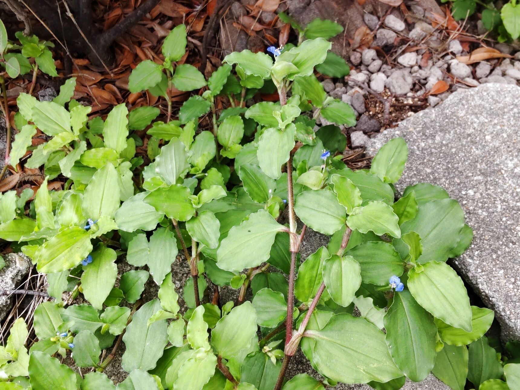 この植物は「ツユクサ（露草）」の「オオボウシバナ」です。青く可憐な花が印象的な日本古来の野草です