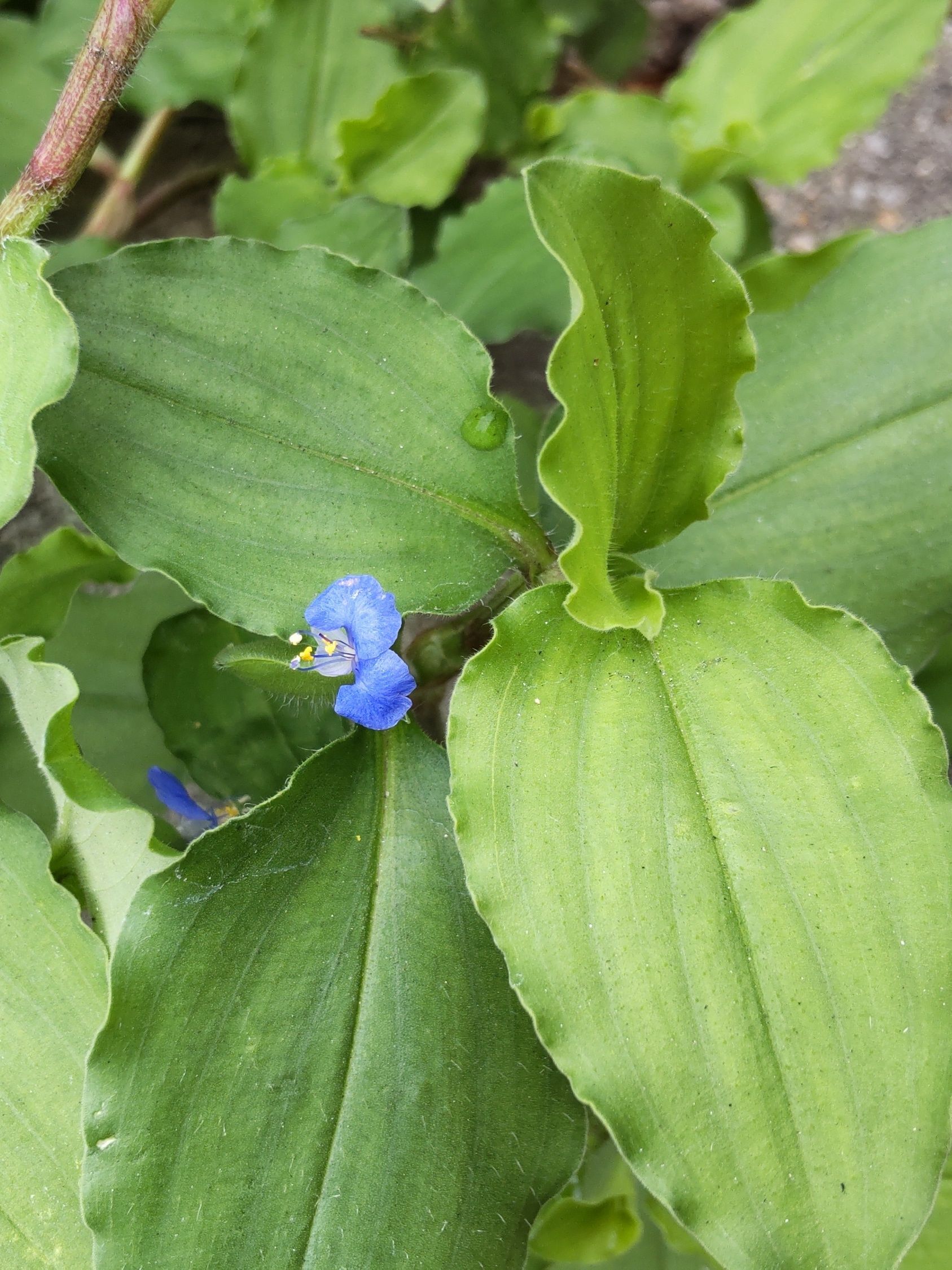 【6月道端の雑草】イザという時に役立つ！子どもと色遊びもができる♡別名は蛍草（ホタルグサ）