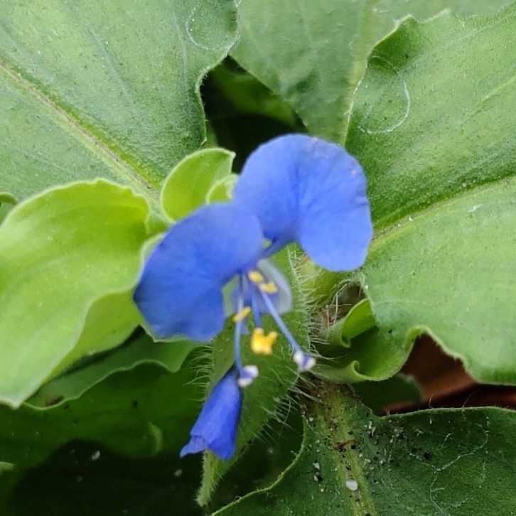 色遊びに使われる。食用にもなる「花」なので安心ですね