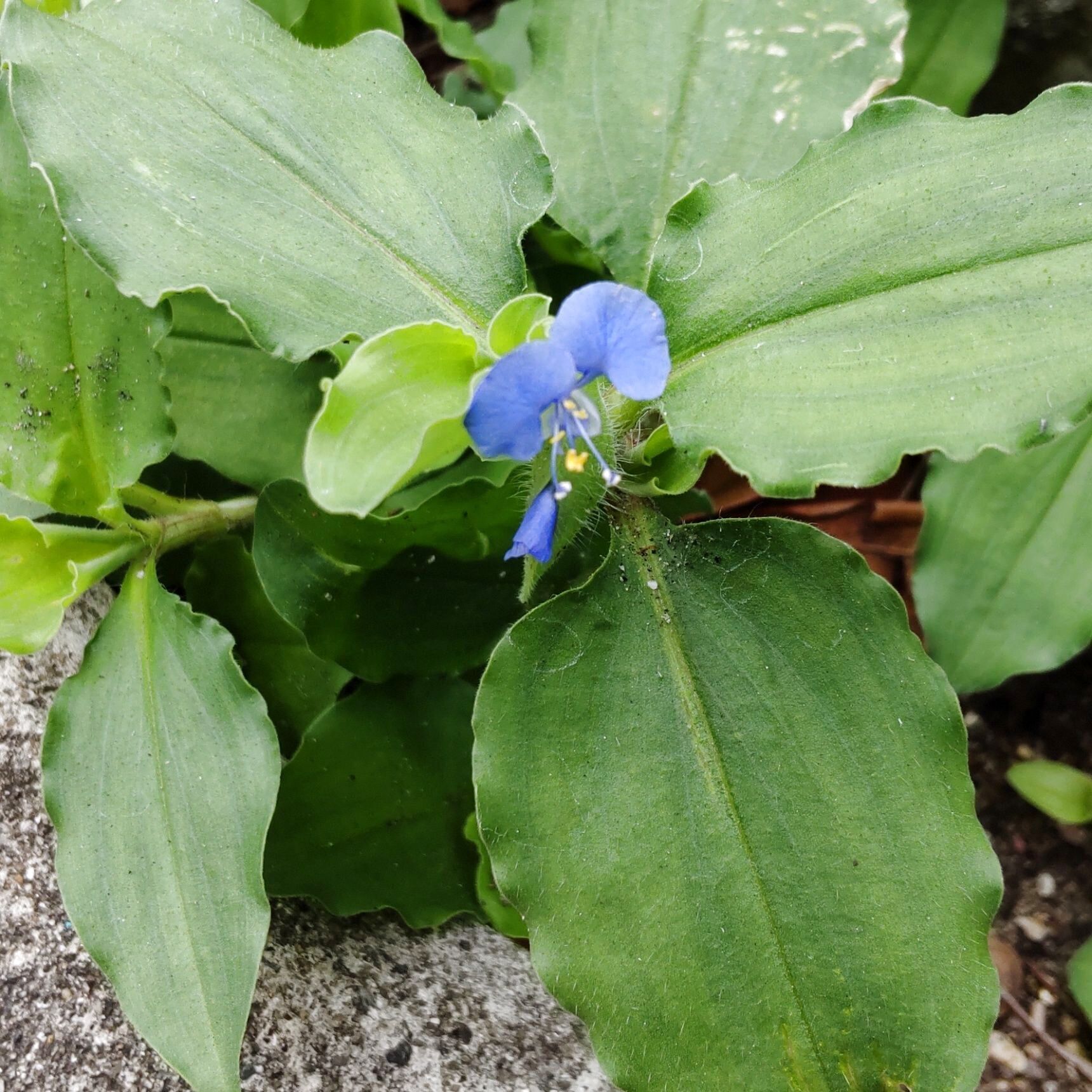 露草（ツユクサ）全般の花言葉は「なつかしい関係」「尊敬」「小夜曲（セレナーデ）」「恋の心変わり」「敬われない恋」