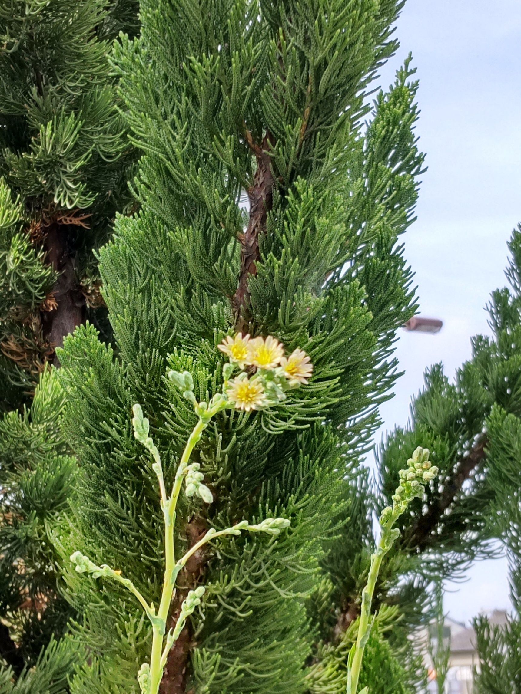 この雑草は背丈が凄く高くなります。雑草界のキリンのような存在かも！