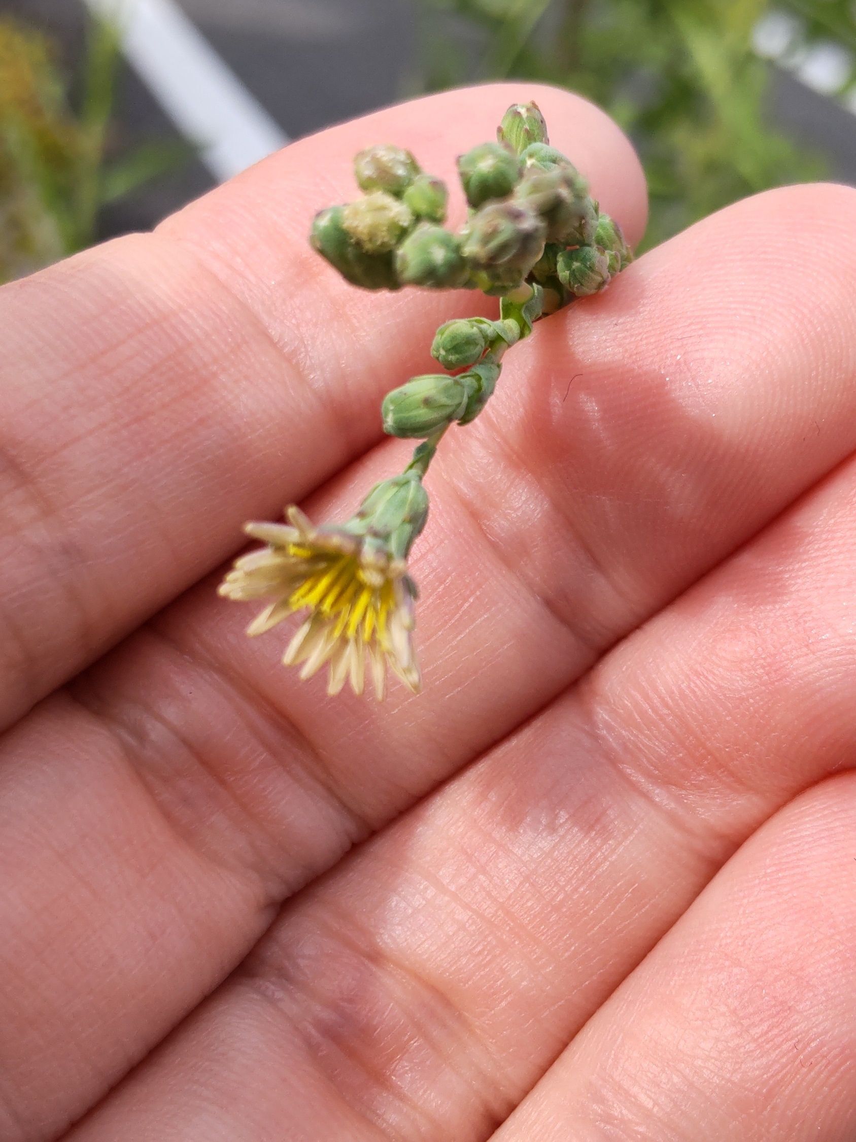 トゲチシャの花言葉は「この上なくあなたは愛らしく可愛い」です。お花はこんなに可愛いです。蕾もいっぱい