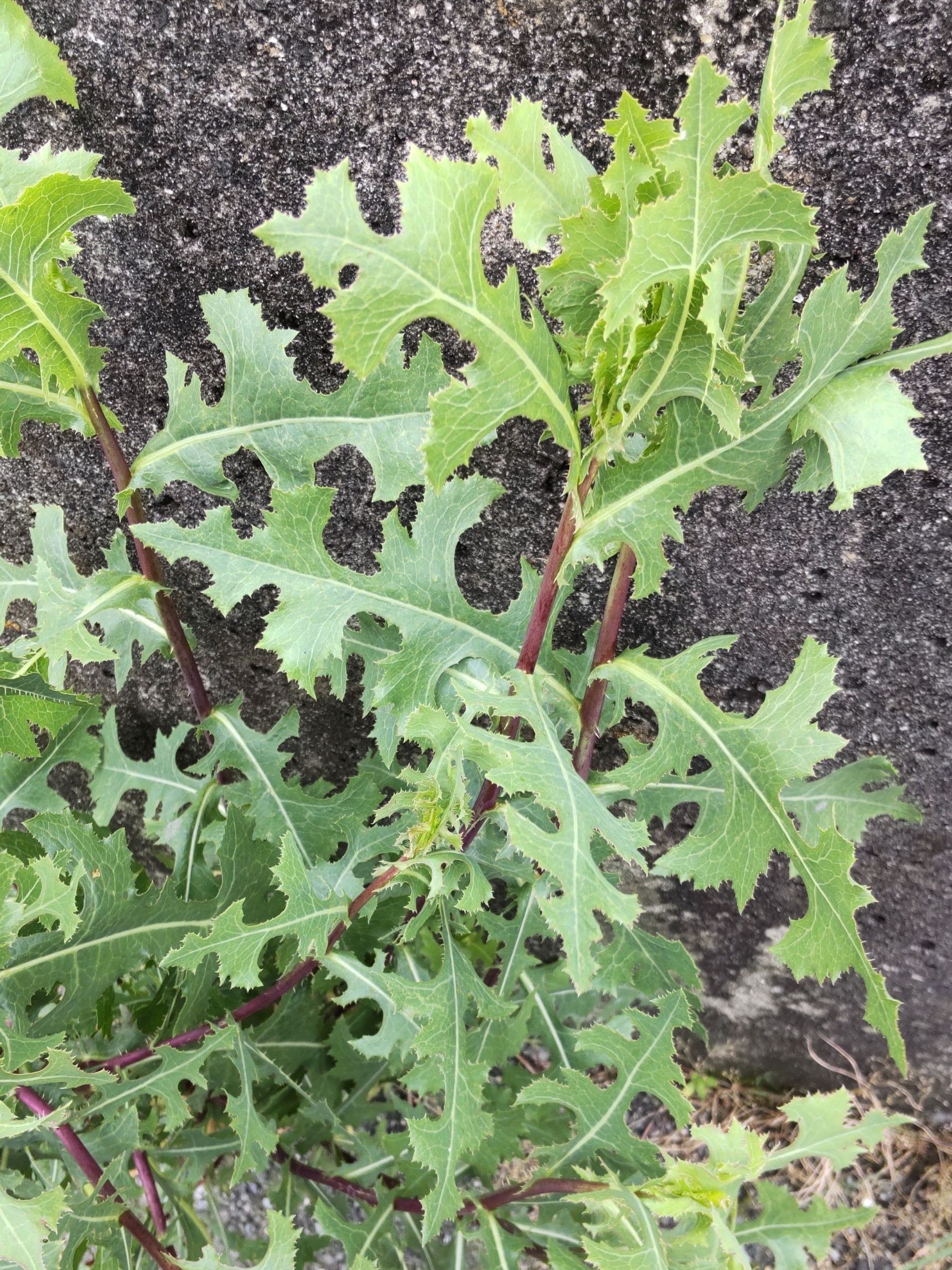 この植物は「トゲチシャ」（刺萵苣）です。学名は「ラクツカ・スカリオラ」