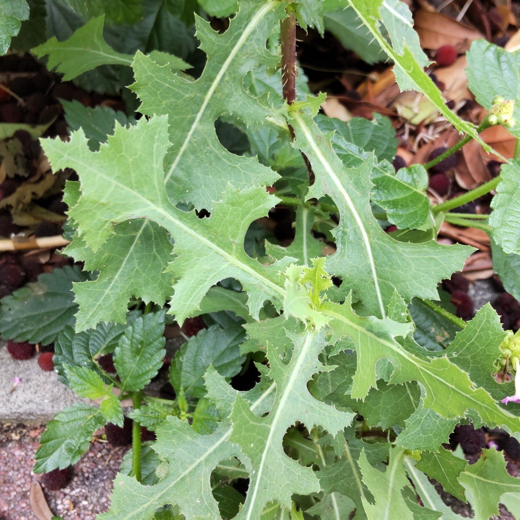 【6月の道端】有毒植物「トゲチシャ」（刺萵苣）に花が咲く！背丈高すぎー！！花と種をはじめて見たよー！