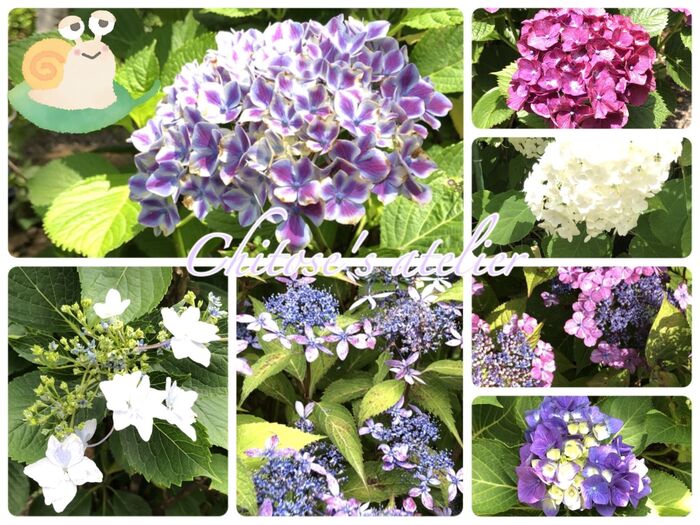 【宮城県山神社】130種の紫陽花が咲き誇る名所