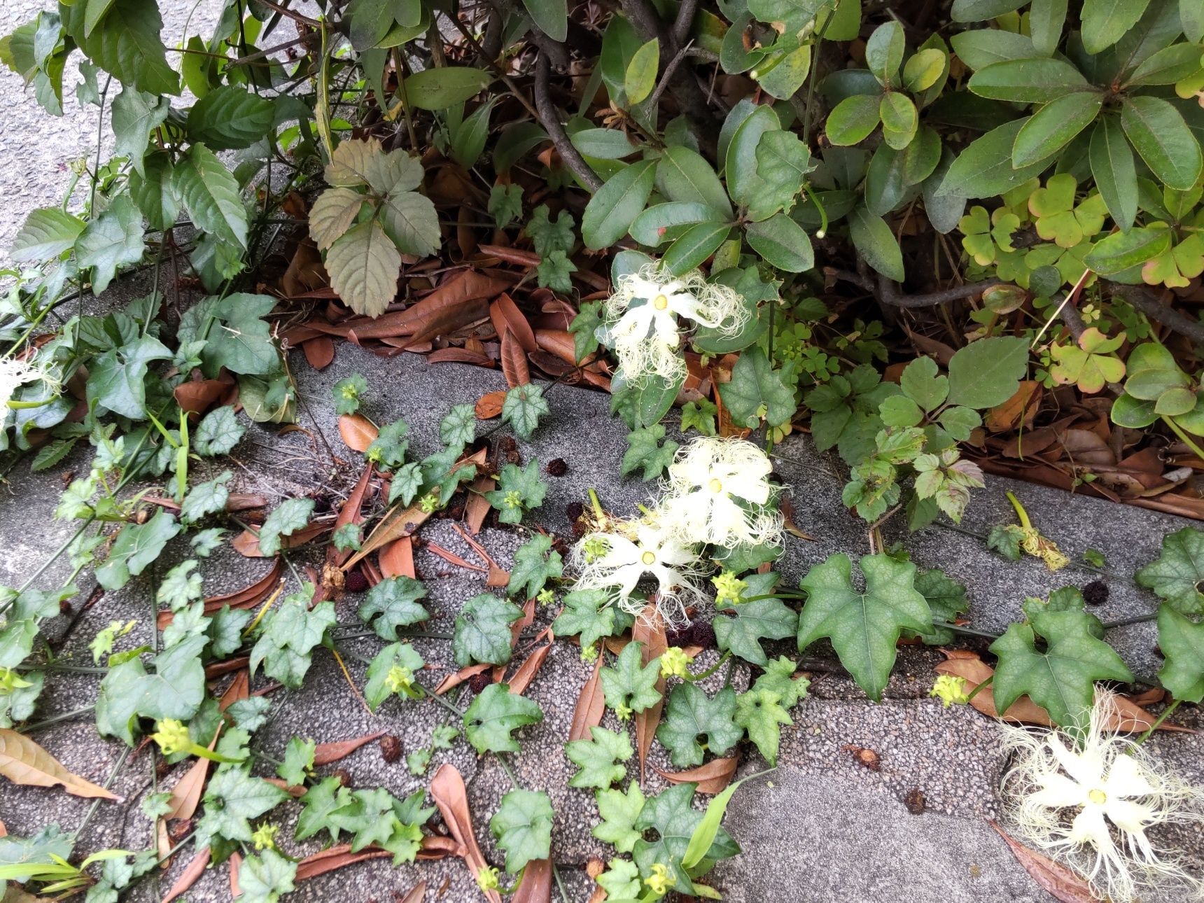 繁殖力旺盛な雑草なので、地面も這っていきますよ。