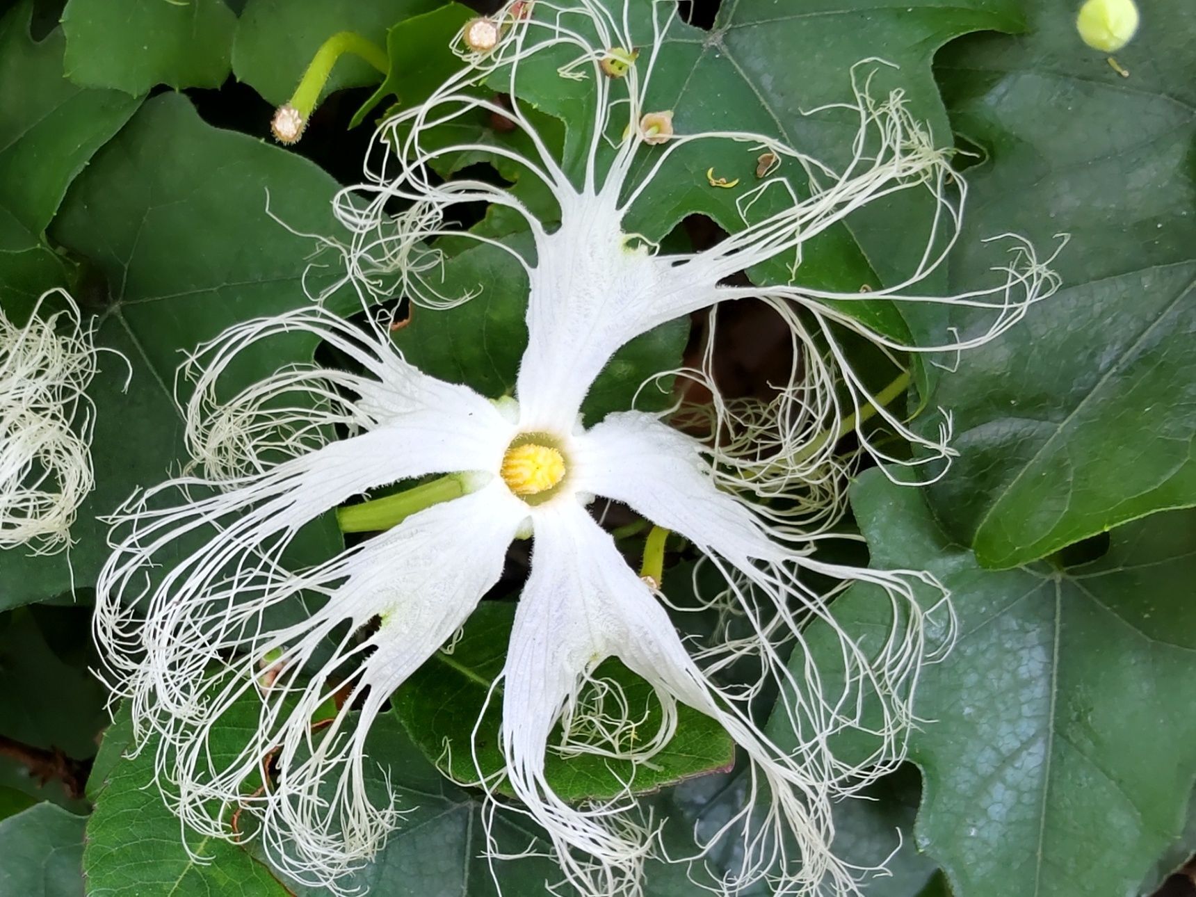 こちらが、開花した「キカラスウリ」の花です！