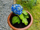 大雨で折れた紫陽花は挿し木で生かす！