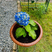 大雨で折れた紫陽花は挿し木で生かす！