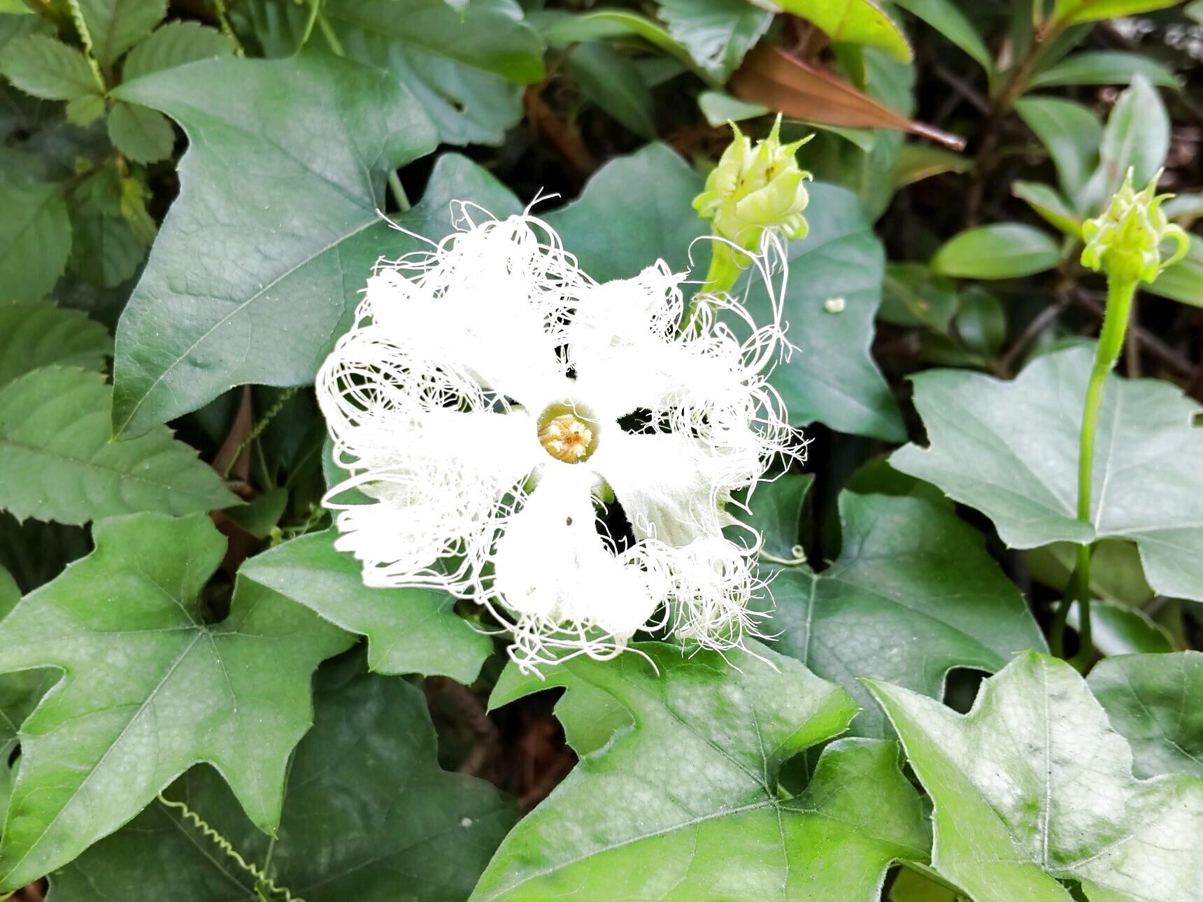 【6月末道端の雑草】夜だけ見れる不思議な花？はじめて開花した状態のお花が見れた！エイリアンみたいー！