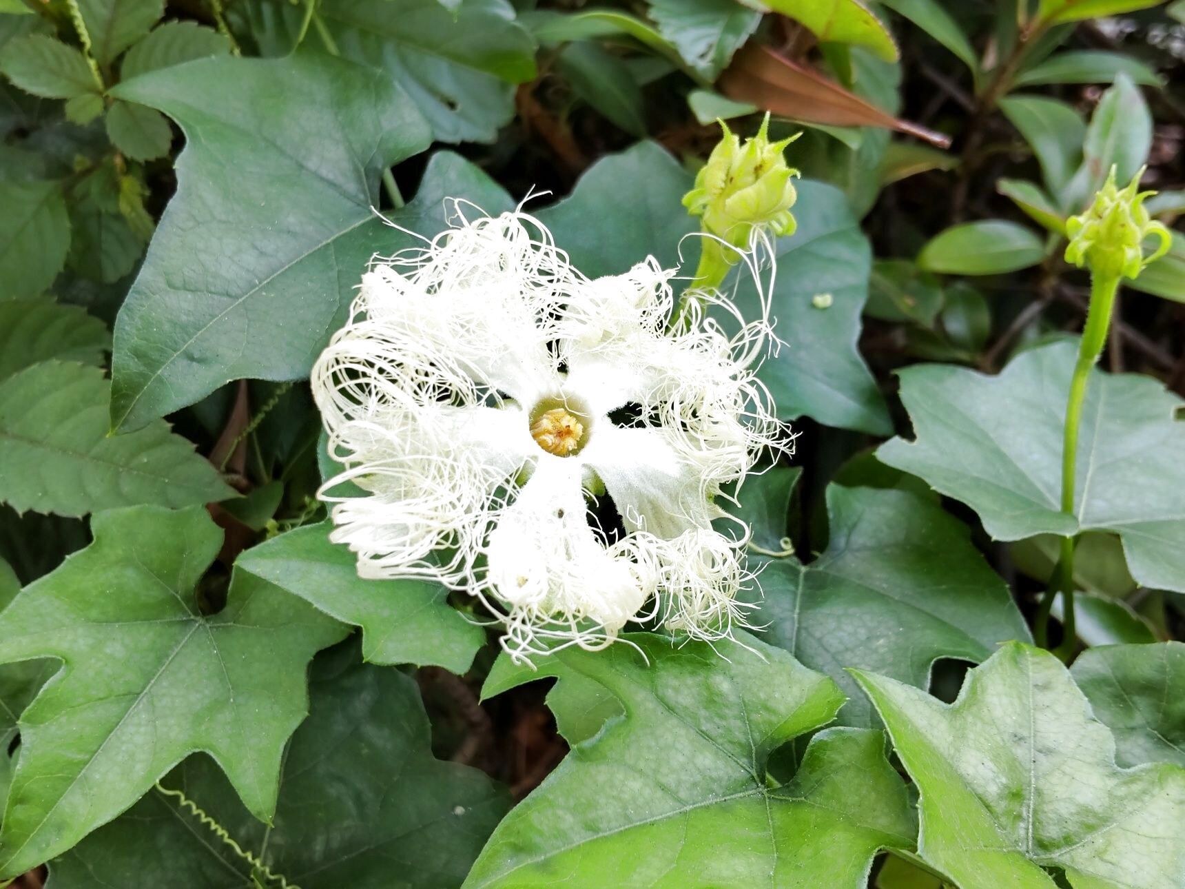 こちらの花は、「カラスウリ」の仲間の「キカラスウリ」と識別できました！