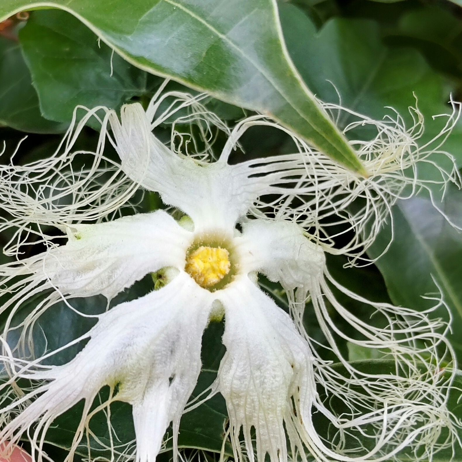 どうして、「キカラスウリ」の花だと識別できたかというと…