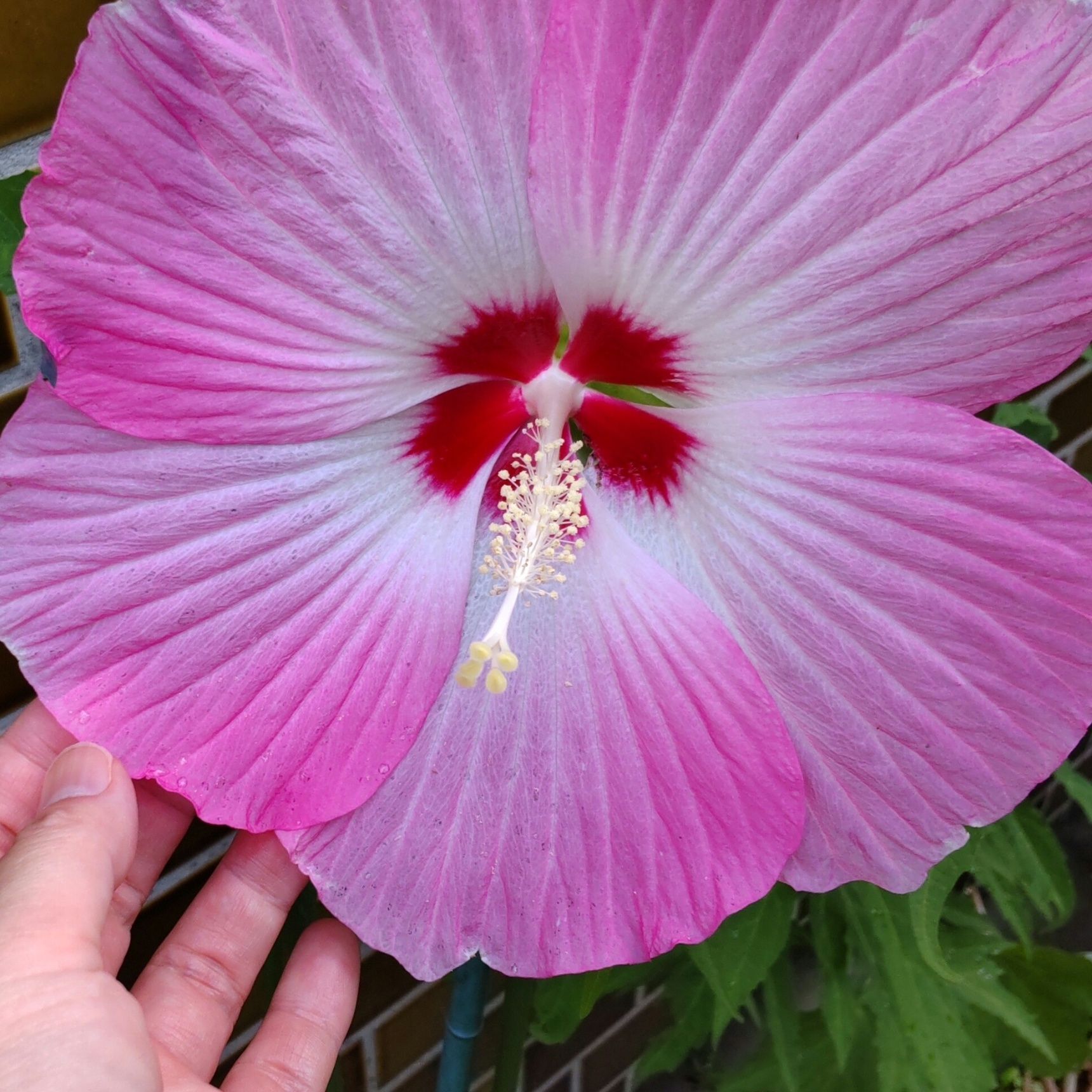 お花を水に浮かばせる「浮き花」という方法です。