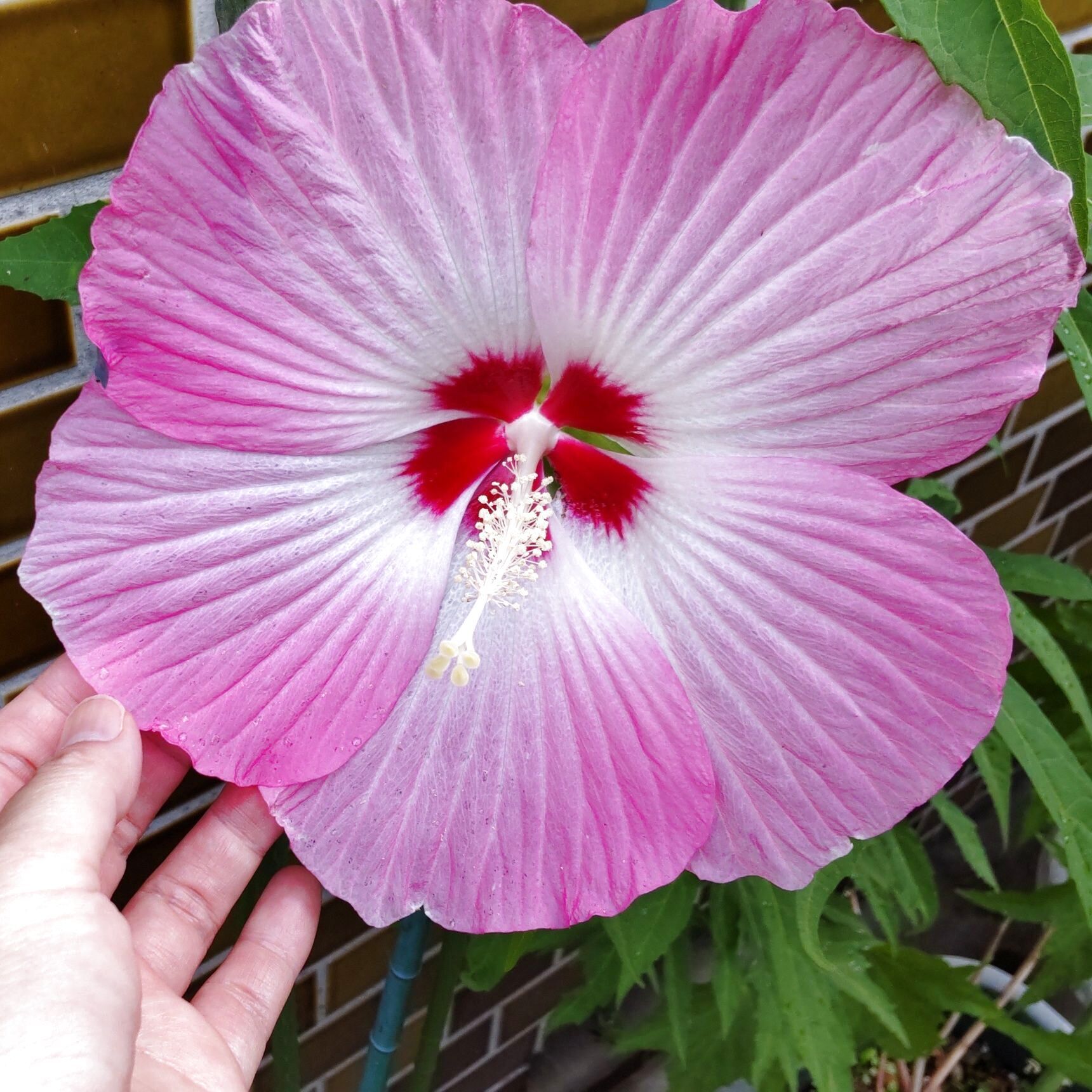 【夏の花を気軽に飾ろう】「浮き花」のススメ！♡「タイタンビカス」の花が咲いたよ♡飾ってみようー！